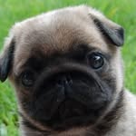 Hunter Trueman - @pugtatoes_4_life24 - Instagram