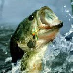 Hunter Weeks - @stealthstrikingfisherman - Instagram
