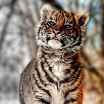 Hunter Westby - @thewhitetiger453 - Instagram