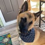 hunter willoughby - @hunterthedog34 - Instagram