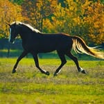 Hunter Winters - @hunter_w.eventing - Instagram
