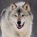 Hunter Wolf - Facebook