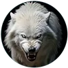 Hunter Wolf - @hunter.wolf64 - TikTok