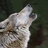 Hunter wolf - @hunterloveswolfs - TikTok