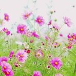 Huong Bach - Facebook