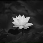 Huong Bach - Facebook