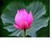 Huong Tu - Facebook