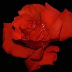 Husam Omar - @murat.yiyici.31 - Instagram