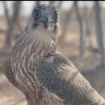 Husein İbrahim - @husein.ibrahim888 - Instagram