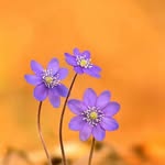 husnapatel - @husnapatel2 - Instagram