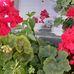 Huso Salihovic - Facebook