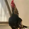 Hussain Rahim 7 - @hussain.raheem7 - TikTok