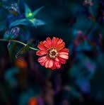 Hussain Shah - Facebook