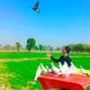 champion kabootar bazz - @alihyderkhan52 - TikTok