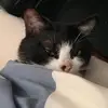 BrandiStephens - @hymanhan915 - TikTok