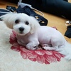 HyoJoon Park - @hyojoonpark - TikTok