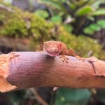 Hyrum smith - @southern_utah_reptiles - Instagram