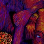 Iain Hunter - @nonosdog - Instagram
