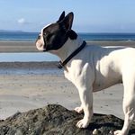 Iain smith - @iain_the_french_bulldog - Instagram