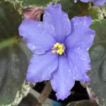 Fern Abramson Azarian - @abramsonazarian - Instagram