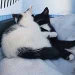 Ian Arrowsmith - @loki_rolo_cats - Instagram