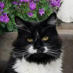 Ian Arrowsmith - @phantom_the_blackandwhite_cat - Instagram