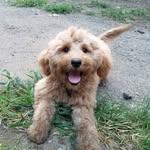 Ian Arvin - @ruxpuppy9 - Instagram