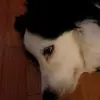 Ianlongenbaugh - @ianlongenbaugh123 - TikTok