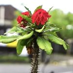 Ian Beaman - @ian._beaman - Instagram