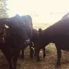 Ian Blevins - @ianblevins8 - TikTok