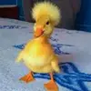 Ian - @ian_blevins - TikTok