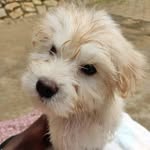 Ian bright - @ianbright55 - Instagram