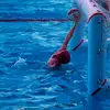 Ian🤽🏼‍♂️ - @iancallagy - TikTok