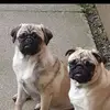 Ian Campbell cammy - @ian.campbell.camm - TikTok