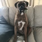 Champ Ian Cauthen 🐾 - @the_champian_boxer - Instagram