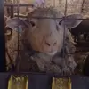 ianchamberlain - @ianchamberlain25 - TikTok