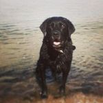 Ian Chisholm - @ianchisholm1959 - Instagram