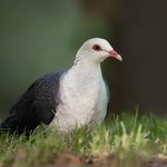 Ian Colley - @iancolleynaturephotos - Instagram