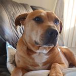 ian corrigan - @porkiepig35 - Instagram