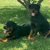 Coston_Boston - @costonian - TikTok