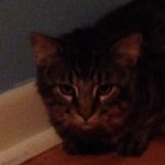 Ian Crump - @tigercrackers - Instagram