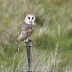 Ian Danielson - @curlew59 - Instagram