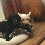 Ian Devlin - @springburn64 - Instagram