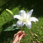 Xuân Thu 🍃 - @_iandoris_ - Instagram