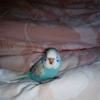 Ian Doss - @birdsoftiktok8 - TikTok