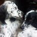 Ian Dowden - Facebook
