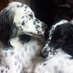 Ian Dowden - @dowden.ian - Instagram