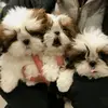 ov3Ian - @ian.duque82 - TikTok