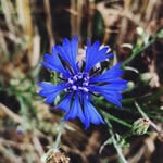 Anna - @ian.edwards3 - Instagram