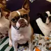 Babes and our Boston's - @iancdoggofactory - TikTok